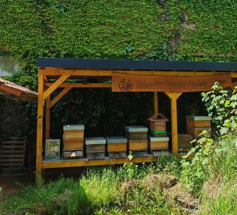 Mehrere Bienenstöcke unter einem Dach